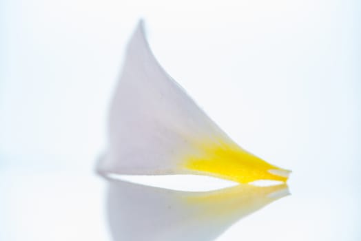 A isolated close up photograph of a Frangipani petal flower on white background