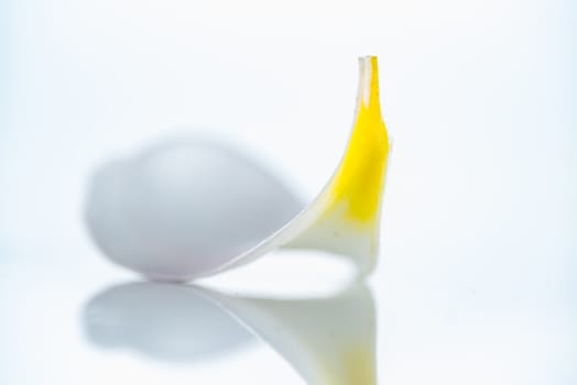 A isolated close up photograph of a Frangipani petal flower on white background