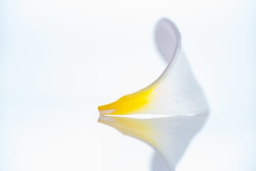 A isolated close up photograph of a Frangipani petal flower on white background