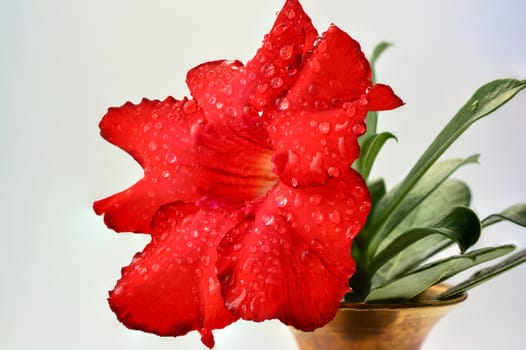 Red Frangipani in a bronze vase against white background.