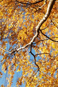 Autumn. Seasonal background. Closeup of birch tree with yellow leaves