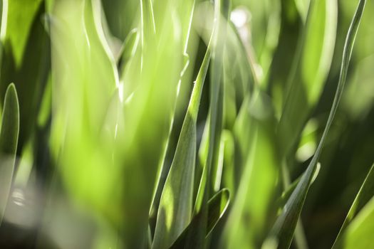 The beautiful spring flowers background. Nature bokeh.