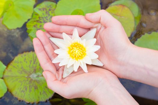 Woman hands holding lotus flower against leaves background.