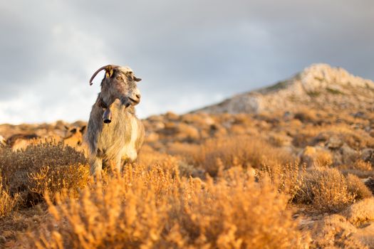 Domestic goat in mountains on Greek Mediterranean island Crete. Dramatic warm light and weather before the sunset.
