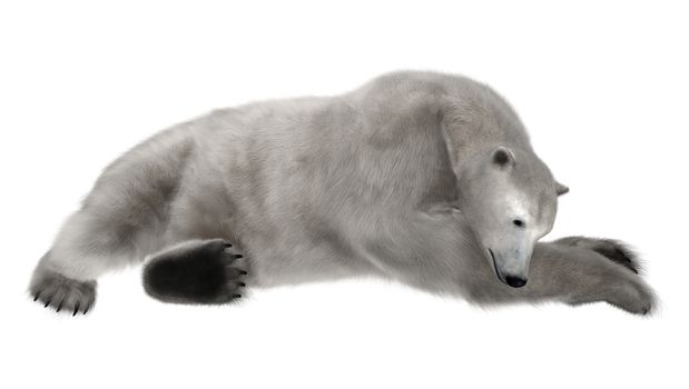 3D digital render of a polar bear resting isolated on white background