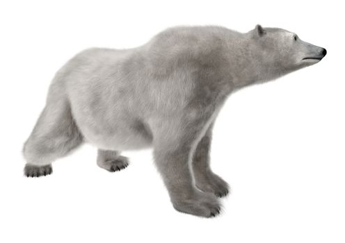 3D digital render of a polar bear isolated on white background