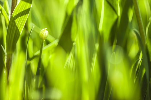 The Beautiful spring flowers background. Nature bokeh