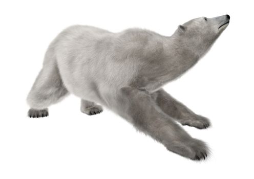 3D digital render of a polar bear isolated on white background