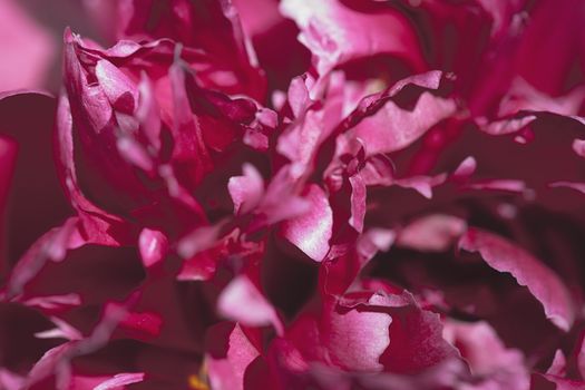 Abstract beautiful gentle spring flower background.  Closeup with soft focus. Shallow focus