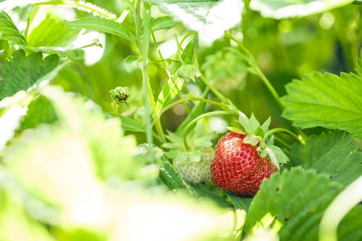 Ripe strawberry on a bush in the summer garden on a sunny day