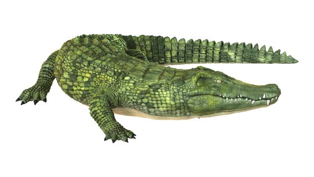 3D digital render of a green crocodile isolated on white background