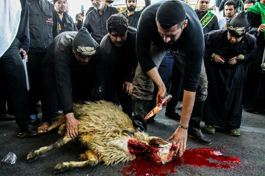 IRAN, Tehran: A sheep is slaughtered as sacrifice in the Grand Bazaar in Tehran, Iran on October 23, 2015.Worshipers in these photos celebrate the Ashura, or tenth day of Muharram. Muharram is the first month in the Islamic calendar and the Ashura marks the day that the grandson of the Prophet Mohammad's grandson, Imam Hussein, was killed. 