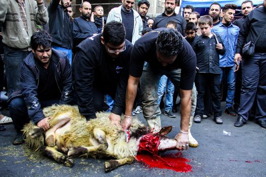 IRAN, Tehran: A sheep is slaughtered as sacrifice in the Grand Bazaar in Tehran, Iran on October 23, 2015.Worshipers in these photos celebrate the Ashura, or tenth day of Muharram. Muharram is the first month in the Islamic calendar and the Ashura marks the day that the grandson of the Prophet Mohammad's grandson, Imam Hussein, was killed. 