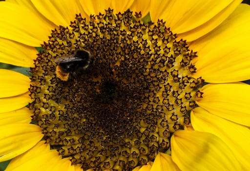 Bumblebee on a Sunflower head, closeup focus. 08.10.2015.