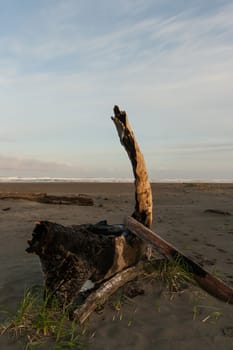 Driftwood on a beach