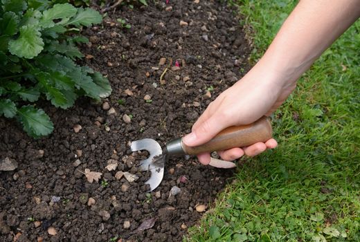 Woman digs into the soil of a garden flower bed with a hand fork 