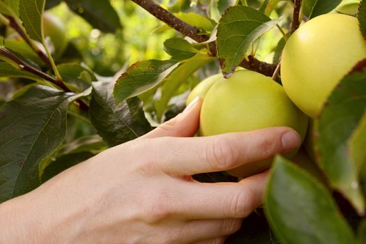 Woman picking a ripe green apple from the branch in an orchard