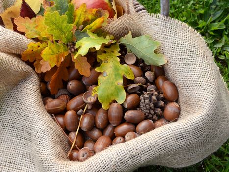 Rustic basket lined with hessian filled with autumn oak leaves and brown acorns
