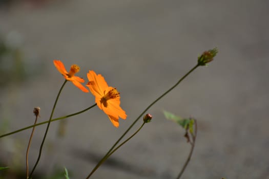 Orange wildflower on grey background