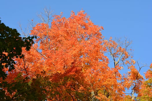 Orange leaves adorn a northern tree