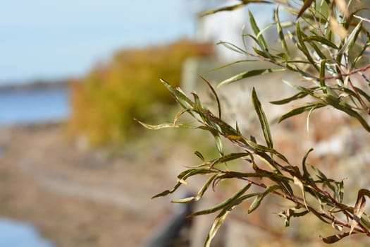 Lakeside vegetation in front of a beach shore