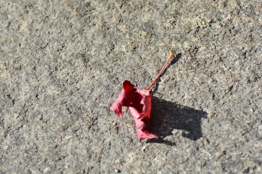 Red autumn leaf on concrete