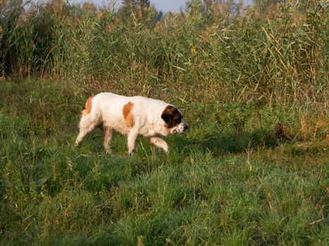 The Saint Bernard dog is walking on the lake.