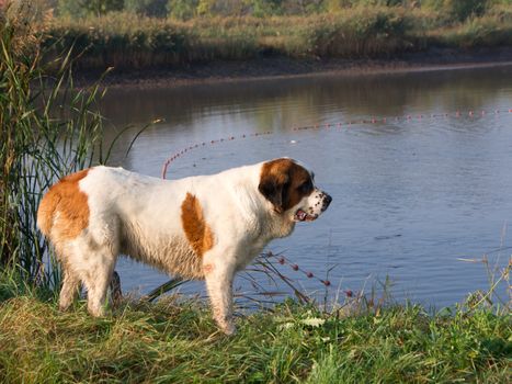 The Saint Bernard dog is walking on the lake.