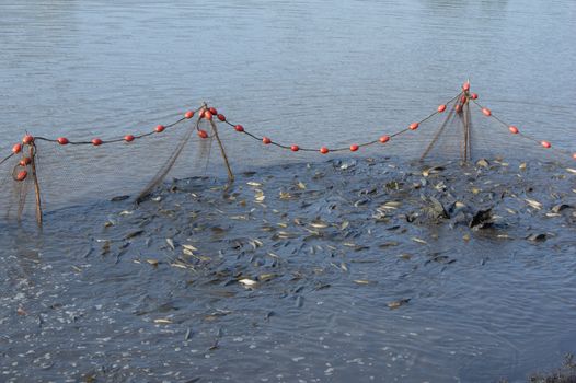 The fishermen's nets would be the carp in the lake.