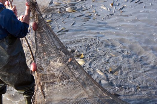 The fishermen's nets would be the carp in the lake.