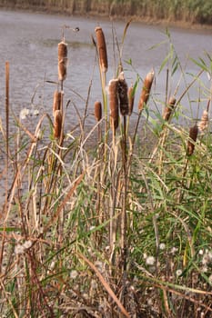 Cattail mace (Typha latifolia) plants of the waterfronts.