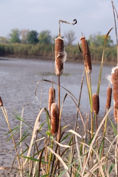 Cattail mace (Typha latifolia) plants of the waterfronts.