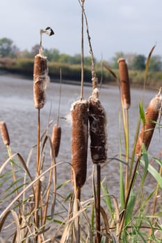 Cattail mace (Typha latifolia) plants of the waterfronts.