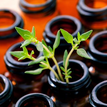 Bottle of essential oil and lemon thyme  leaf  shallow depth of field on wooden background.