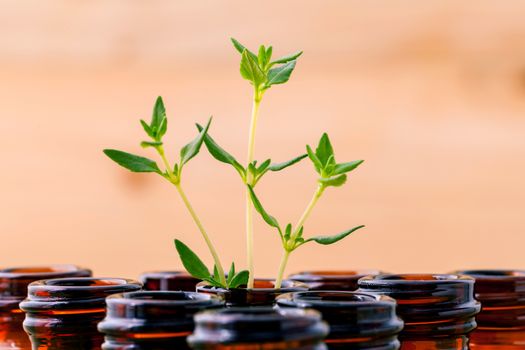 Bottle of essential oil and thyme  leaf  shallow depth of field on wooden background.