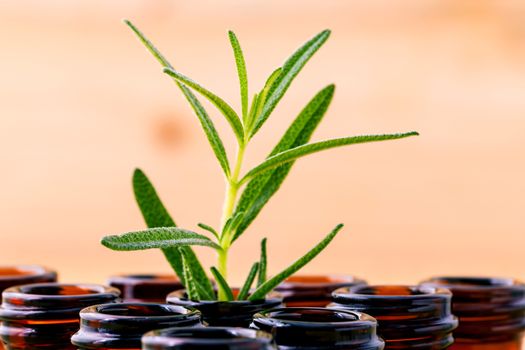 Natural Spa Ingredients rosemary essential oil for aromatherapy shallow depth of field .