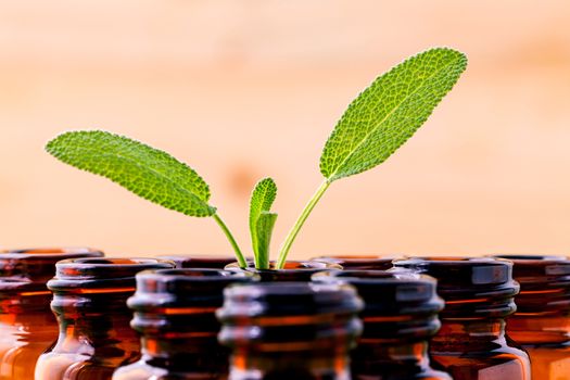 Natural Spa Ingredients sage essential oil for aromatherapy with sage leaf on wooden background.