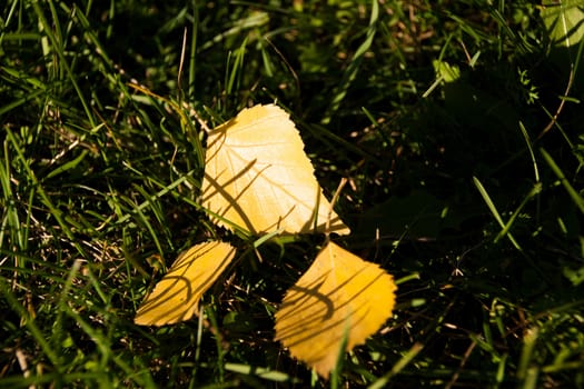 Fallen autumn leaves lying on the green grass
