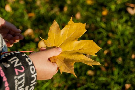 Girl holding maple leaf in autumn park