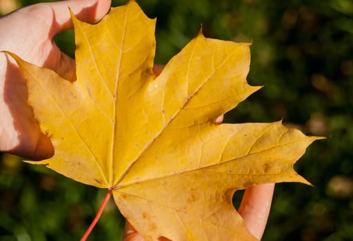 Girl holding maple leaf in autumn park