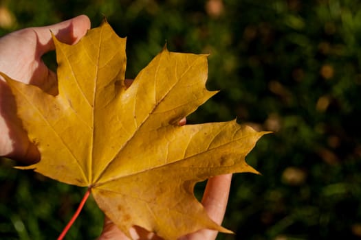 Girl holding maple leaf in autumn park