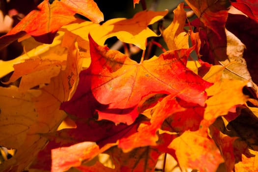 large orange and yellow maple leaves in autumn Sunny day on natural background