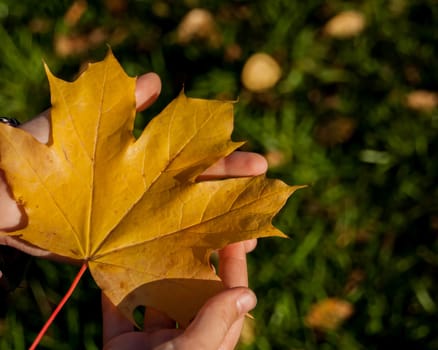 Girl holding maple leaf in autumn park