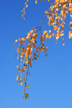 Autumn background. Birch twig with yellow leaves against blue sky
