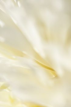 Abstract beautiful gentle spring flower background.  Closeup with soft focus. Shallow focus