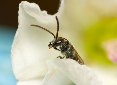 Bee in flower