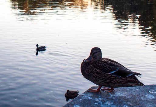 Wild Norwegian duck on land and ducks in a lake. 11.10.2015. 







OLYMPUS DIGITAL CAMERA