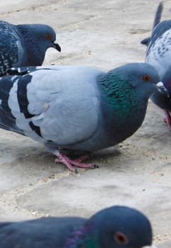 Wild Pigeons looking for food in Paris. 29.08.2011.