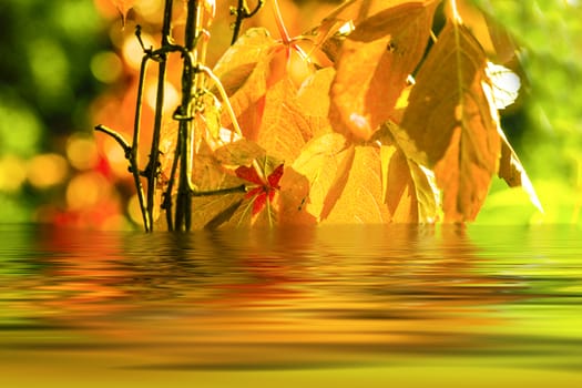 Autumn leaves reflecting in the lake