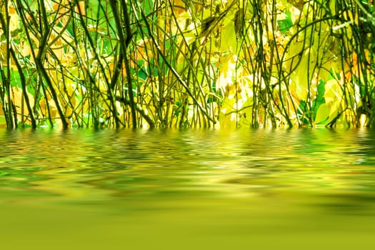 Autumn leaves reflecting in the lake